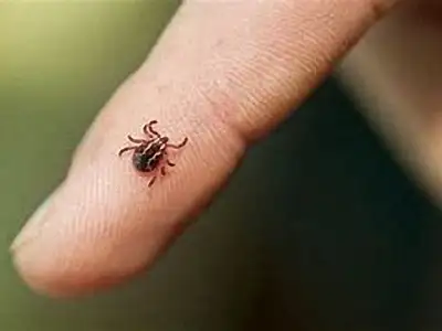 The real danger of pests, Pasadena, MD